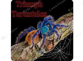 Tarantulas, scorpions, millipedes for sale black Friday deal