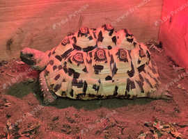 Leopard tortoise