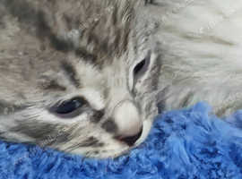Sphynx x Russian blue kittens for sale