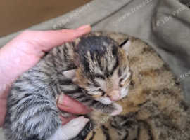 Bengals