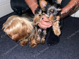 Yorkshire terrier