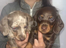 Kc registered minature dachshunds for sale
