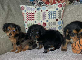 Pomerpoo puppies