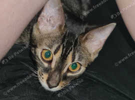 Female Charcoal Bengal