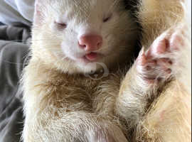 2 wonderful ferret hobs looking for new home