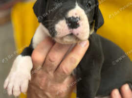 Superb Home bred Health Tested KC Dane pups