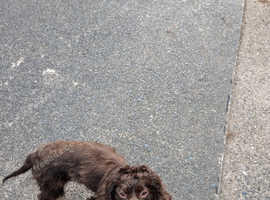 Female spaniel chocolate