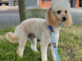 Apricot kc reg miniature poodle for stud