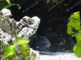 African Cichlids