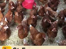 BROWN HENS