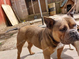 American pocket bully
