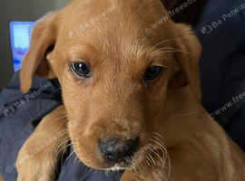 Fox red health checked Labrador pups