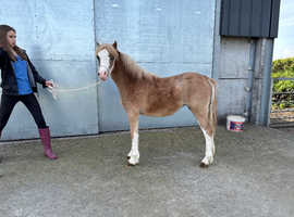 Beautiful section A filly