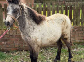 Shetland x welsh sec a filly