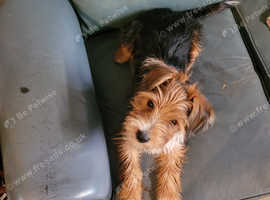 Yorkshire Terrier puppy up for sale due to personal circumstances