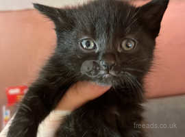 Kitten to rehome