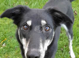 Sweet Soft Natured Lurcher for Rehome