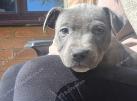 Blue female Staffy
