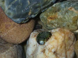 True fresh water nerite snails