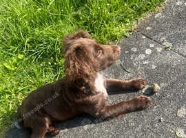 Jack Russell x spaniel puppies in Walthamstow