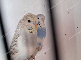 Baby Budgies
