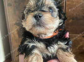 Last girl available!!! Toy Morkie puppy