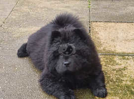 Chow chow puppy for sale