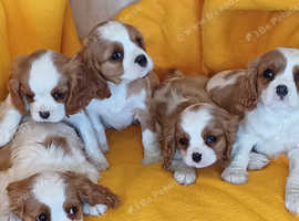 Beautiful Cavalier puppies