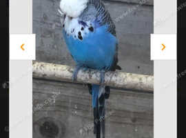 Semi tame budgies