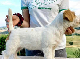 Griffon basset . One male left
