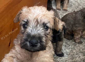 Soft coated wheaten terrier for sale