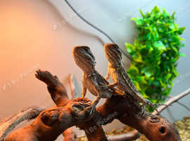 2 rankin bearded dragons for sale