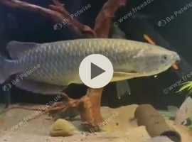 16" jardini arowana for sale