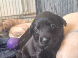 Black, yellow and fox red labs viewings available