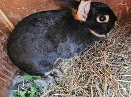Black and stripe brown Belgian Hare