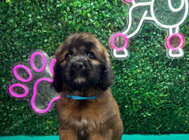 F1 saint berdoodle