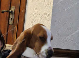 19 month old Basset Hound