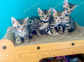 *Last 3* Bengal Kittens for sale