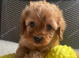 Cavapoo Boy & girl