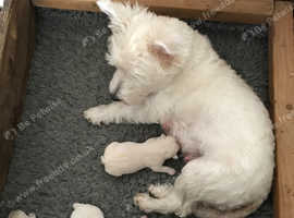 Beautiful West Highland Puppy