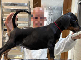Top Quality Dobermann Puppies Available