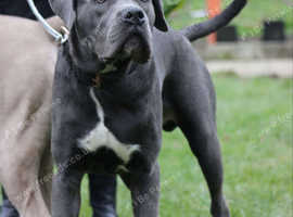 1 year old male Cane Corso