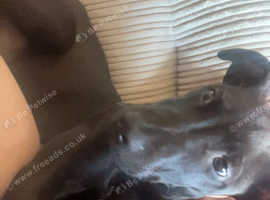 Boy pup 5 months old