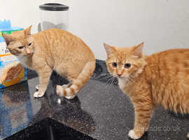 4 beautiful purebred ginger kittens