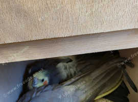 Breeding pair Cockatiels