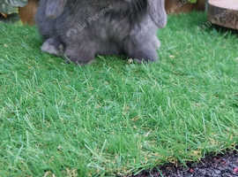 Beautiful Mini Lop