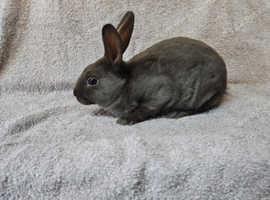 Mini Rex Does for sale
