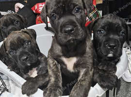 Presa canario/ cane corso