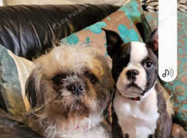 Boston terrier pug mix best sale for sale