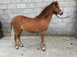Welsh Section A Yearling Colt